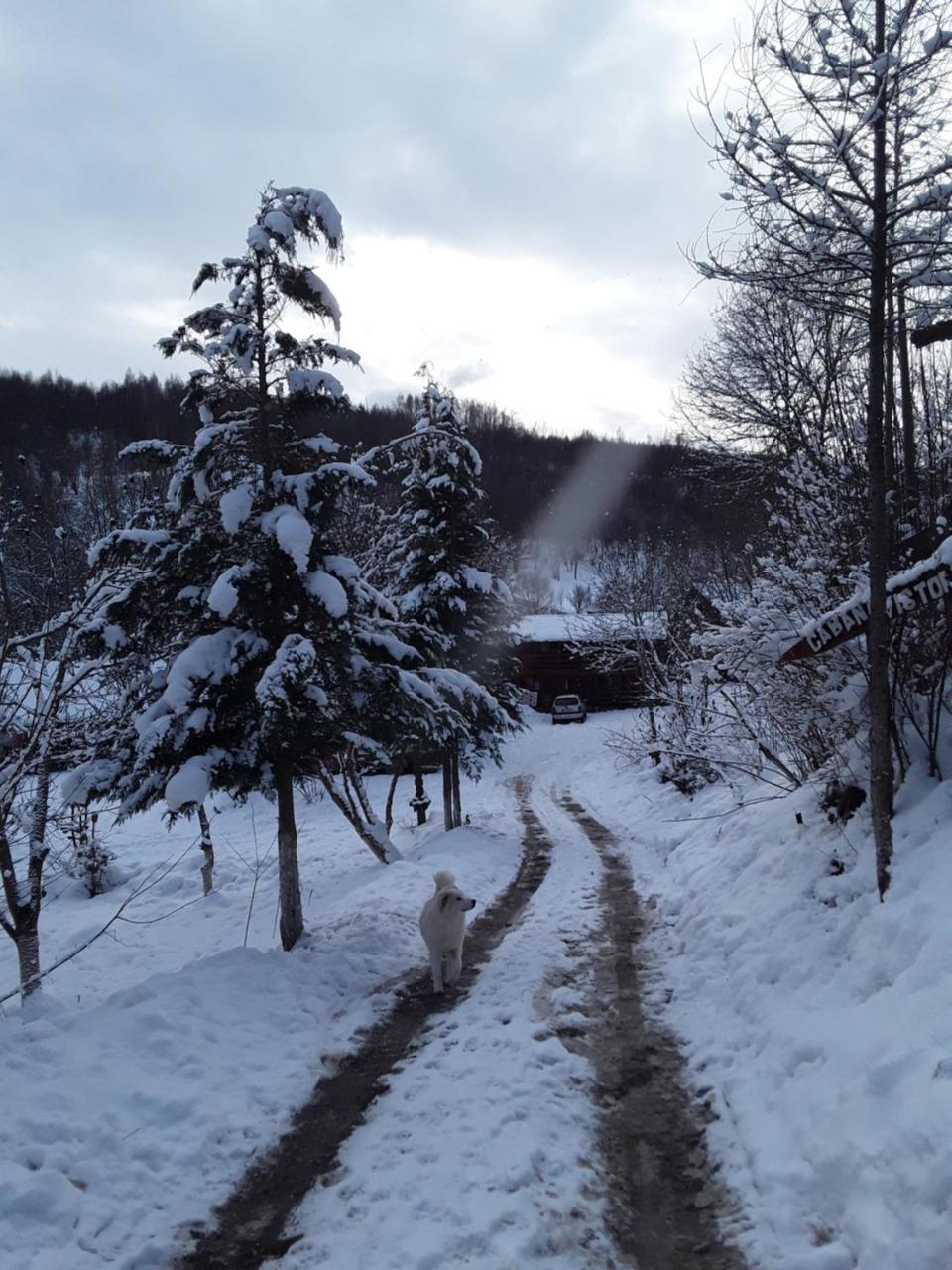 Cabana Victor Sighetu Marmaţiei Buitenkant foto